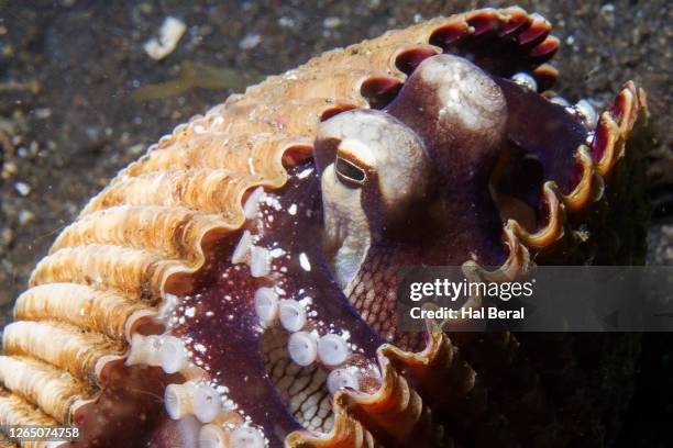 Octopus In A Shell 13 Coconut Octopus Hiding In Shell Stock Photos, High-Res Pictures, and ...