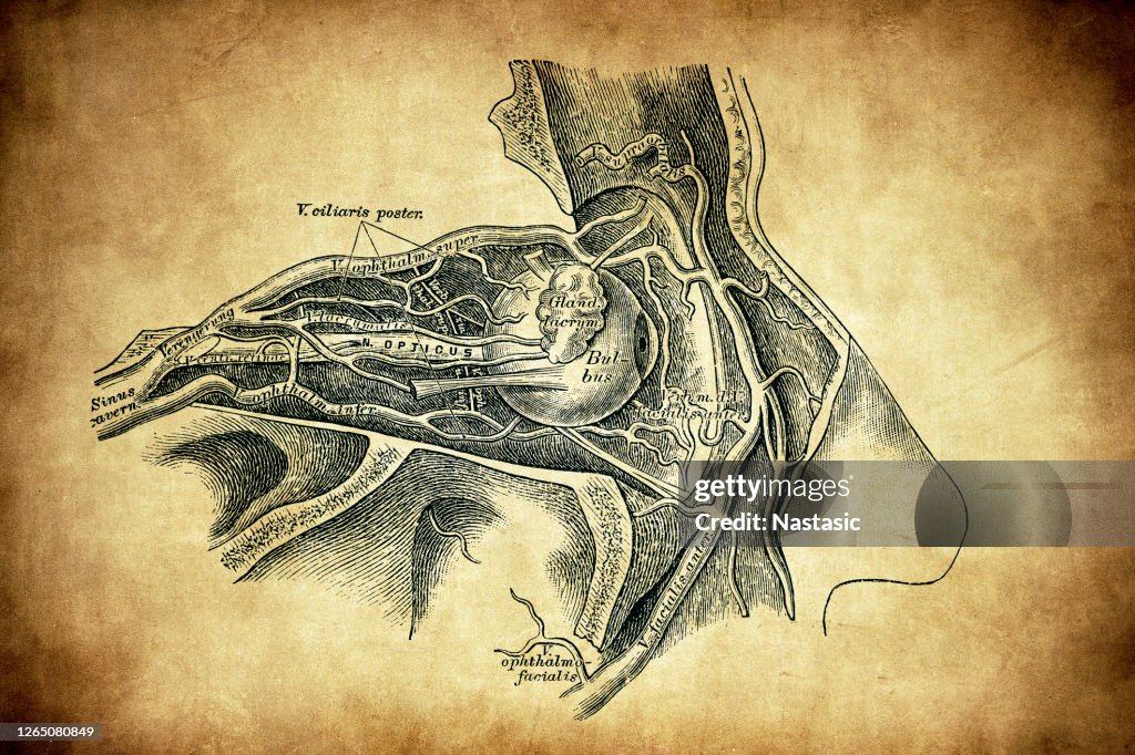 The veins of the eye socket