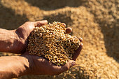 Farmer holds barley grain in his hands
