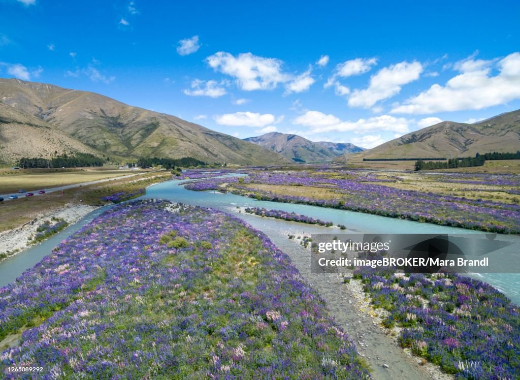 Riverbed of the Ahuriri River, aerial view, purple flowering Large-leaved lupin (Lupinus polyphyllus), near Omarama, Otago, South Island, New Zealand
