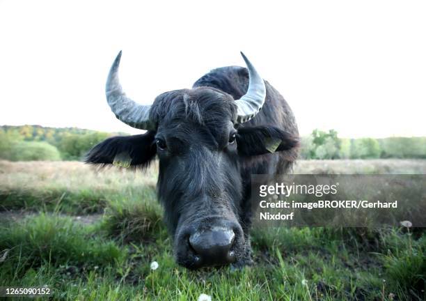 asian water buffalo (bubalus arnee), landscape conservation in wetlands, burghausen, upper bavaria, bavaria, germany - wasserbüffel stock-fotos und bilder