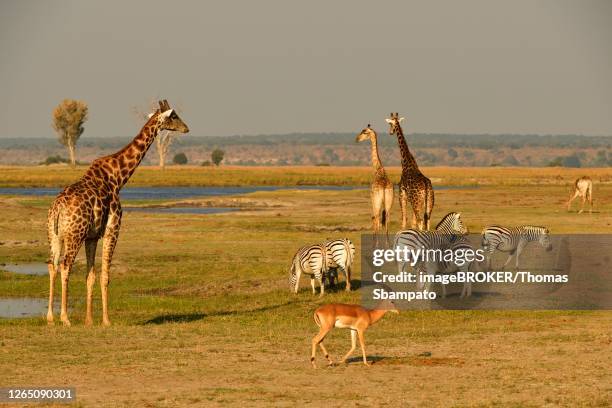 135 Giraffe With Zebra Stripes Photos and Premium High Res Pictures - Getty Images 135 Giraffe With Zebra Stripes Photos and Premium High Res Pictures - Getty Images