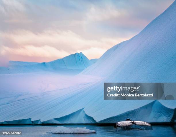 humpback whales swimming among icebergs - arctic ocean stock-fotos und bilder