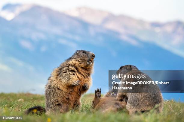 three marmots (marmota marmota), fighting, hohe tauern national park, carinthia, austria - hohe tauern national park stockfoto's en -beelden