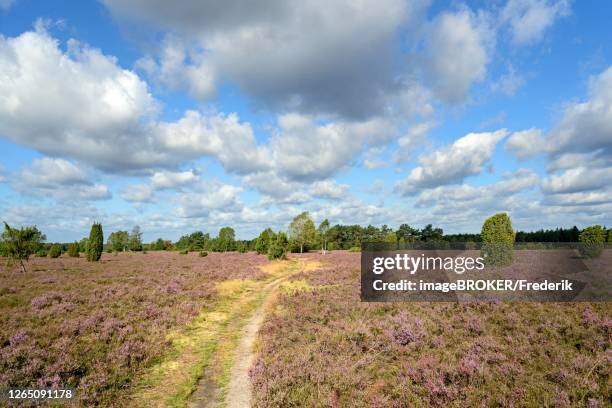 heath landscape, juniper forest schmarbeck, juniper (juniperus communis) and common heather (calluna vulgaris), nature park park suedheide, lueneburger heide, lower saxony, germany - lüneburger heide stock-fotos und bilder