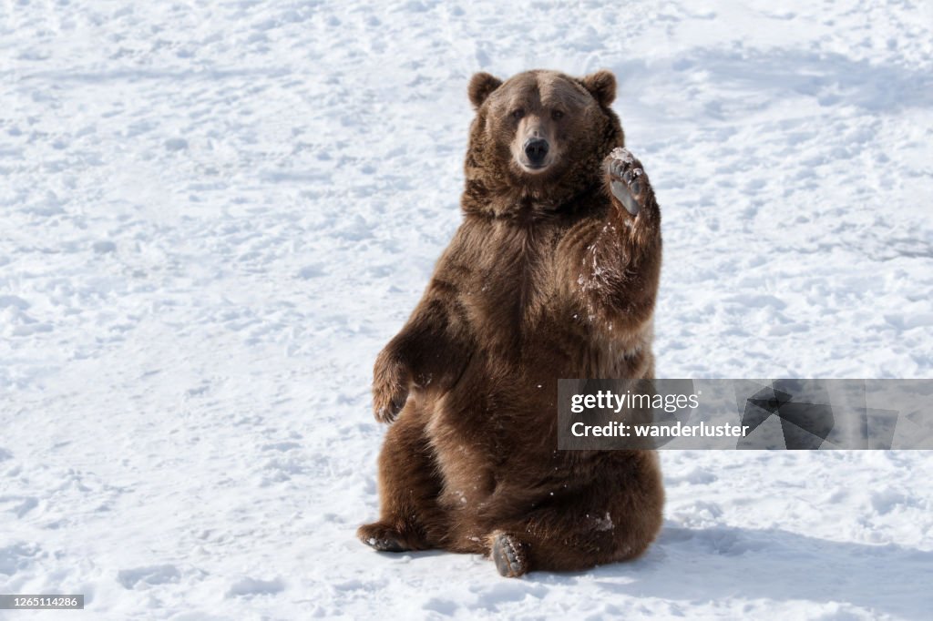 Winkender Grizzlybär