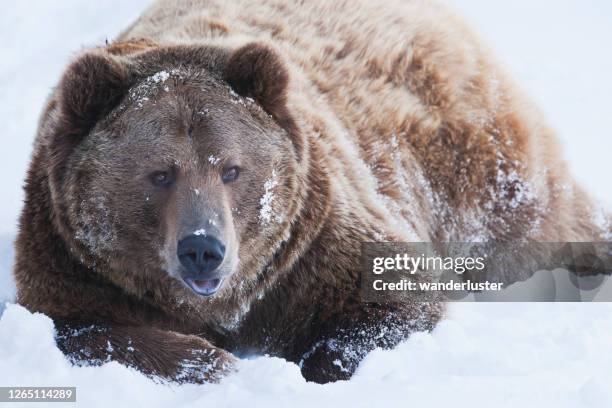 large grizzly bear in snow - bear lying down stock pictures, royalty-free photos & images