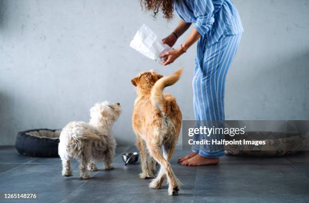 unrecognizable woman feeding two pet dogs in the morning indoors at home. - cibo per cani foto e immagini stock