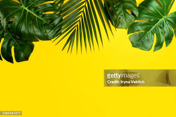 tropical leaves monstera and palm leaf on yellow background. - monstera leaf stock pictures, royalty-free photos & images