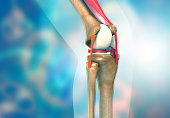 Anatomy of knee joint