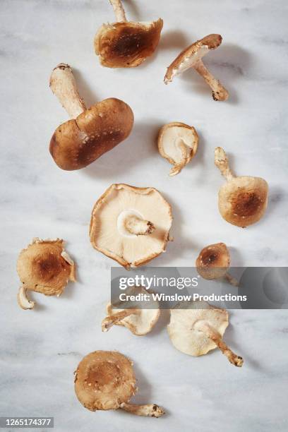 harvested mushrooms on table - shiitake mushroom stock pictures, royalty-free photos & images