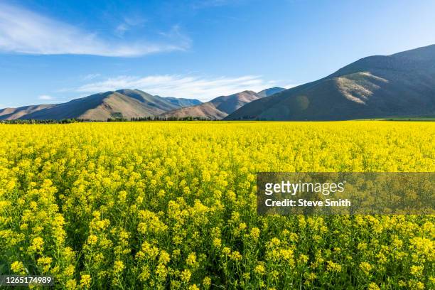 usa, idaho, sun valley, field of mustard with hills behind - sun valley idaho stock pictures, royalty-free photos & images