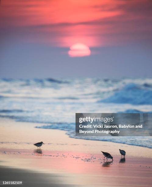 sandpipers on beach against pink sunrise at jones beach, long island - babylon new york stock pictures, royalty-free photos & images