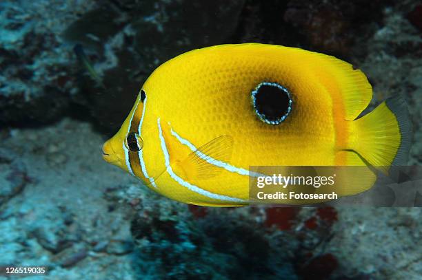 bennett's butterflyfish or bluelashed butterflyfish (chaetodon bennetti), view of superb markings in profile against indistinct background, mabul, borneo, malaysia - chaetodon bennetti stock pictures, royalty-free photos & images
