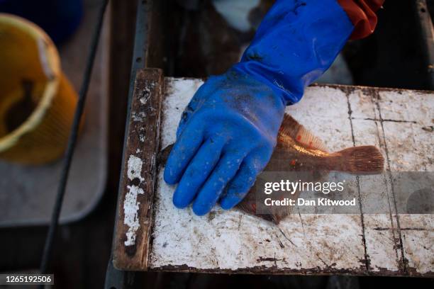 Crew member Dan Lee sorts through a catch while fishing for flatfish such as skate and Dover Sole in the English Channel from a Hastings fishing boat...