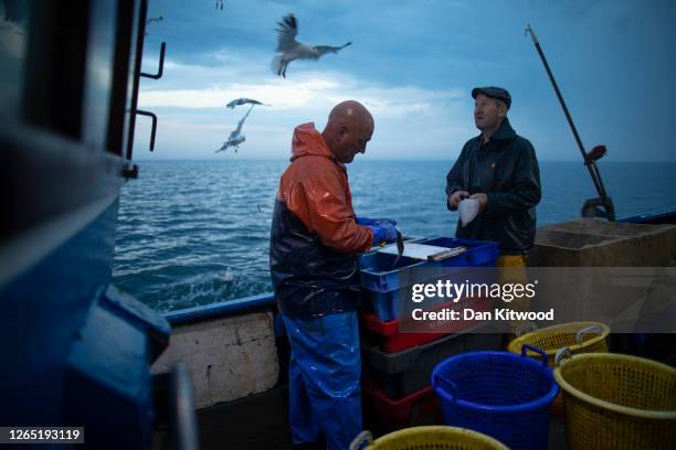 Skipper Stuart Hamilton, and crew member Dan Lee work through a catch while fishing for flatfish such as Skate and Dover Sole in the English Channel...