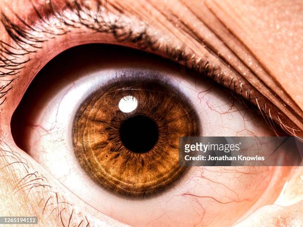 close up brown eye - bruine ogen stockfoto's en -beelden