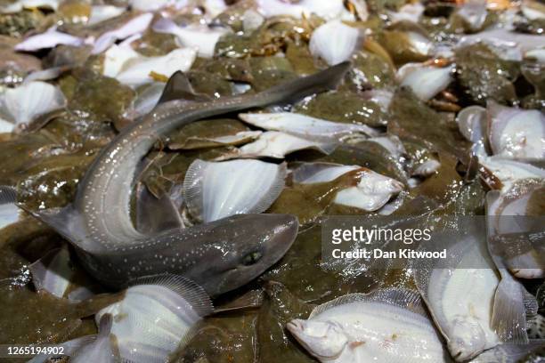 The catch waits to be sorted while fishing for flatfish such as Skate and Dover Sole in the English Channel from a Hastings fishing boat on August...