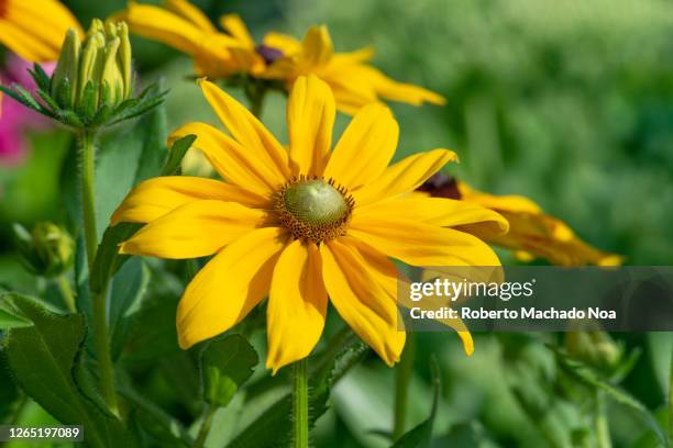 black eyed susan - green eyes - green eyes stock pictures, royalty-free photos & images