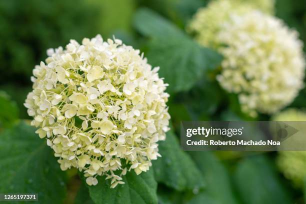 hydrangea arborescens or 'annabelle' flower - hortensie stock-fotos und bilder