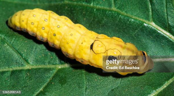 spicebush swallowtail caterpillar (papilio troilus) with large eyespots on the anterior end that may give some protection from predators - spice swallowtail butterfly stock pictures, royalty-free photos & images