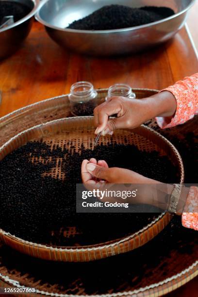 Pepper farm. Woman preparing Kampot black pepper. Hand selection of pepper. Kep. Cambodia.