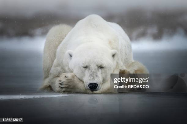 Polar bear resting on a frozen puddle. Churchill. Manitoba. Canada. North America.
