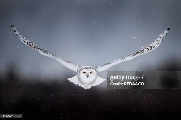 Flying canadian snowy owl. Quebec. Canada. North America.