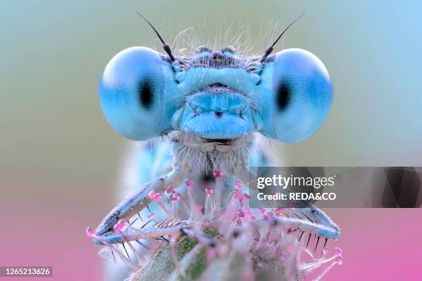 Lightblue eyes damselfly. Luzzara. Emilia Romagna. Italy. Europe. Focus stacking of 30 images.