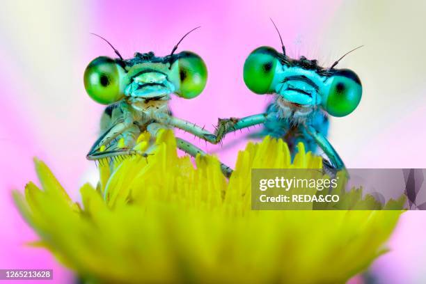 Two damselflies on a wild flower. Luzzara. Emilia Romagna. Italy. Europe.