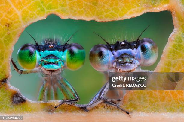 Two damselflies looking through the hole made by a caterpillar on a leaf. Luzzara. Emilia Romagna. Italy. Europe. Focus stacking of 25 images.