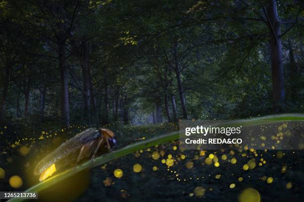 Long exposure done combining 3 images for the background of 30" each to capture the trais and staking of two shots for the firefly in the foreground....