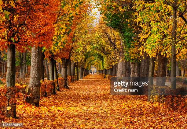 vicolo vuoto coperto da fogliame nel parco autunnale, vienna, austria - autunno foto e immagini stock