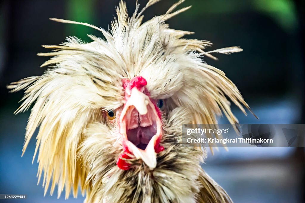 The Padovana or Padovana dal gran ciuffo chicken.