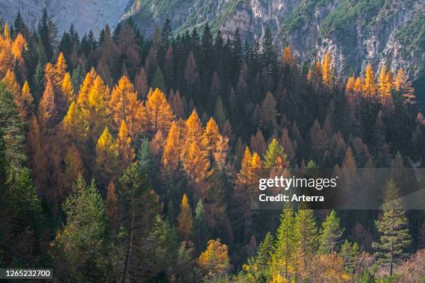 Alpine Treee Alpine Pine Tree Photos and Premium High Res Pictures - Getty Images