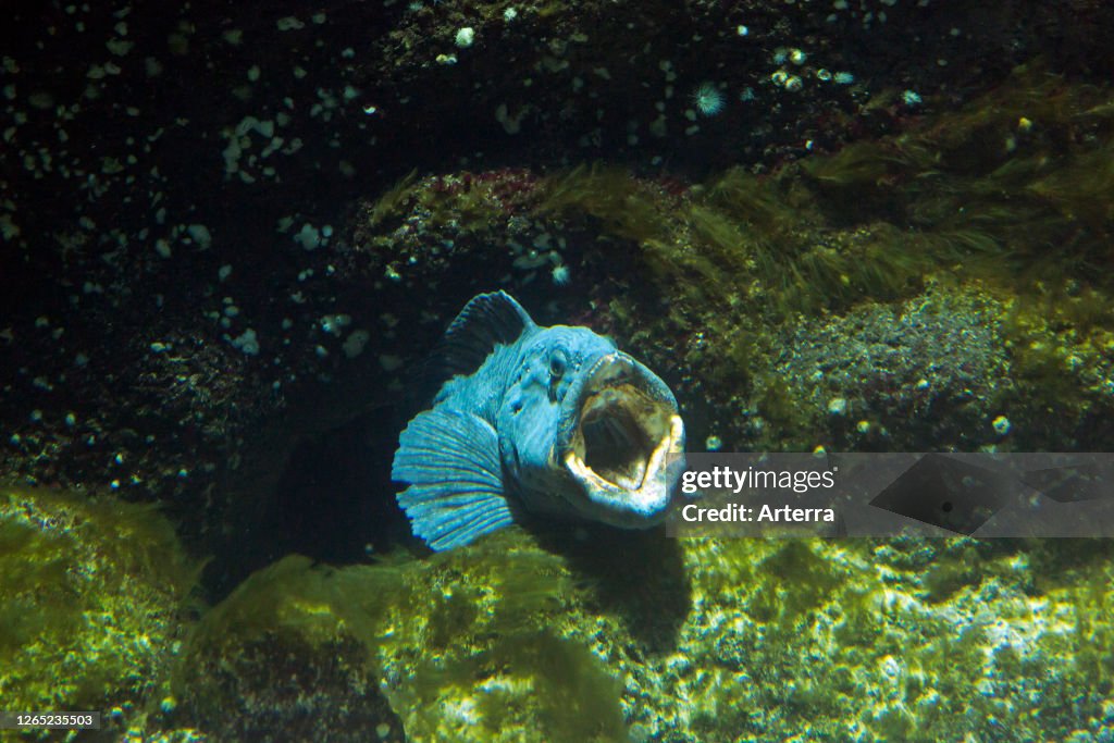 Atlantic wolffish.