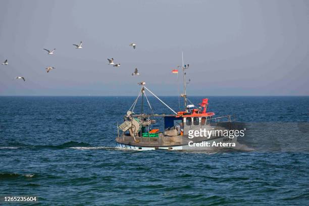 Fishing boat / cutter sailing on the Baltic Sea and followed by flock of seagulls, Mecklenburg Western Pomerania, Germany.