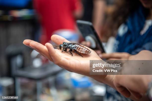 Person holding a cockroach, College Park, Maryland,.