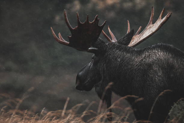 Alaskan bull moose in Yukon Territory, Canada.