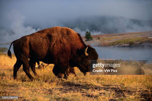 America Bison in Yellowstone National Park, USA.