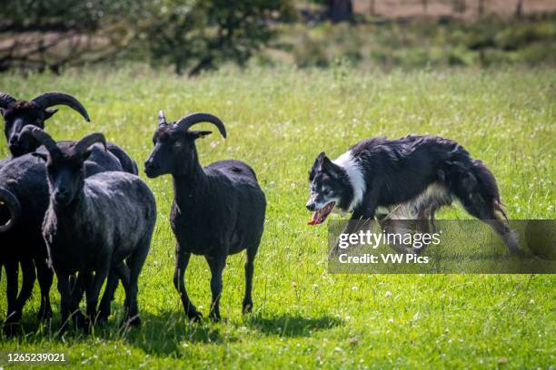 Working Border 518 Border Collie Working Stock Photos, High-Res Pictures, and Images ...