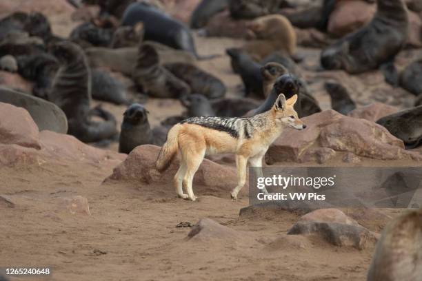 Golden jackal hunting seals in Cape Cross, Namibia.