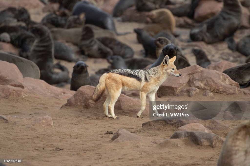 Golden jackal