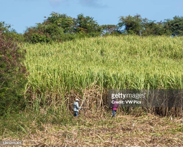 Men with machetes cutting sugarcane on a farm on the island of Grande-Terre, Guadeloupe.