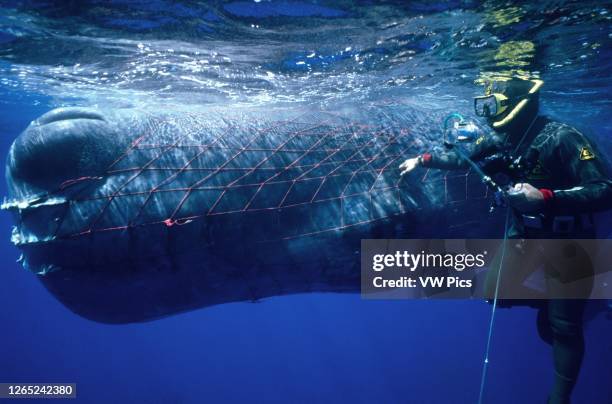 Sperm whale, Physeter macrocephalus, trapped in fishing net.