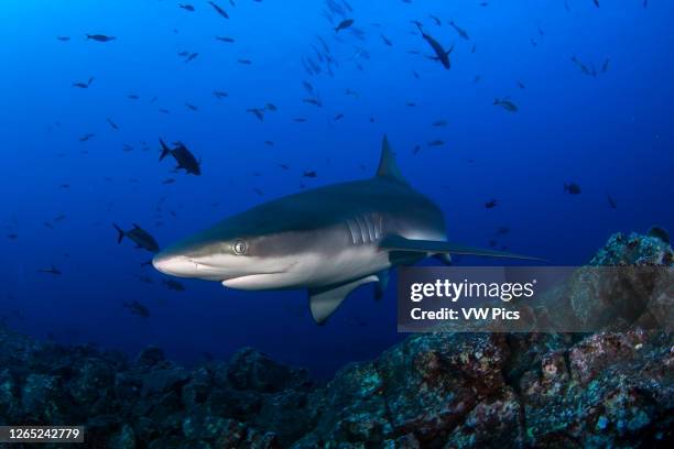 Galapagos shark in San Benedicto Island, Revillagigedo, Mexico.