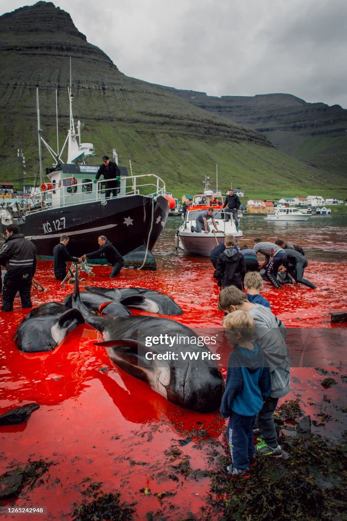 Whaling in the Faroe Islands