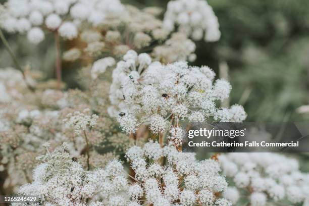 fluffy white cow parsley with flies - hemlock tree fotografías e imágenes de stock