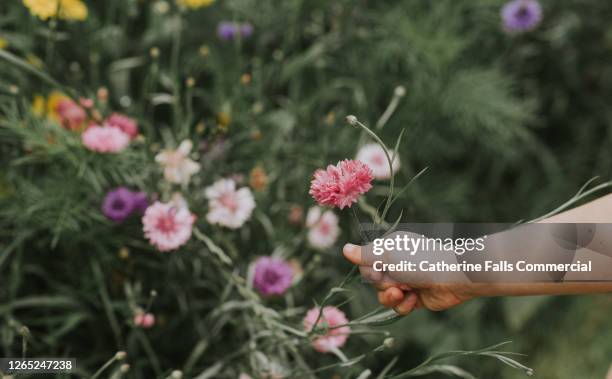 child picking a corn flower - choosing imagens e fotografias de stock