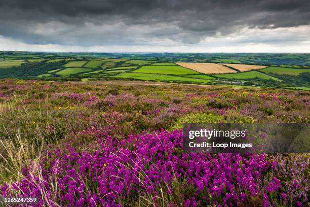 Heather on Holdstone Down in late summer in Exmoor National Park.